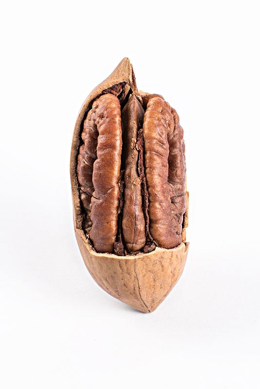 碧根果 快懂百科