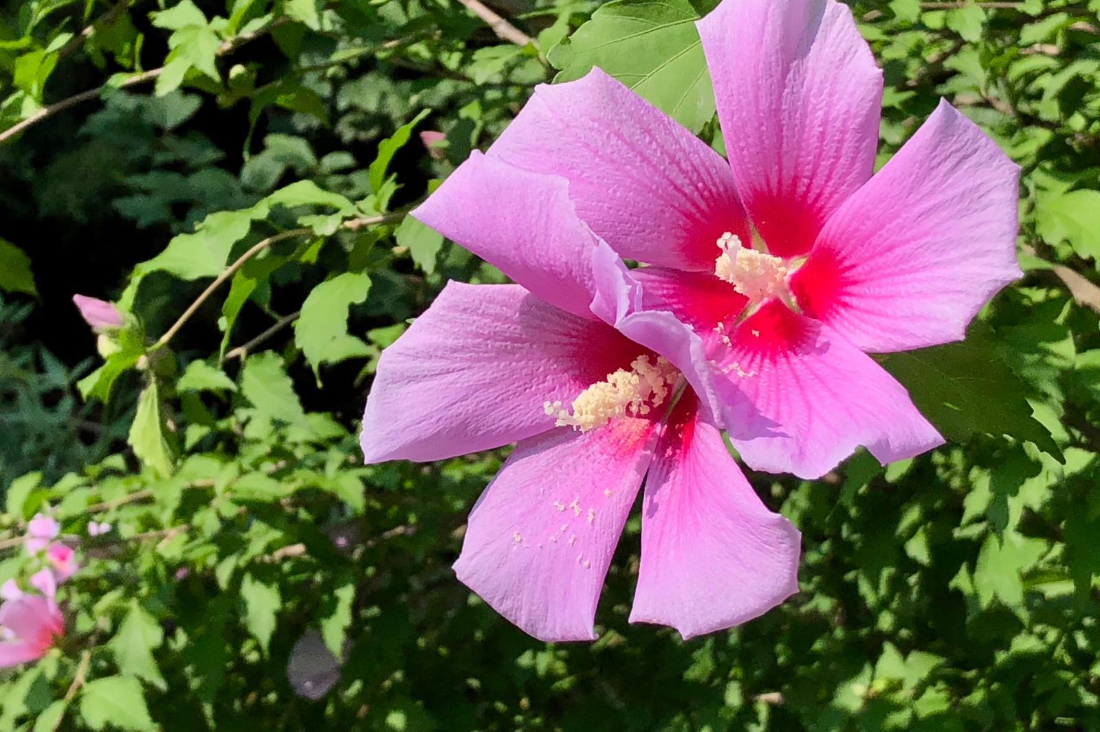 锦葵科 快懂百科