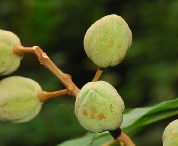 山桃花 快懂百科