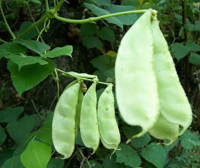 荷包豆 快懂百科