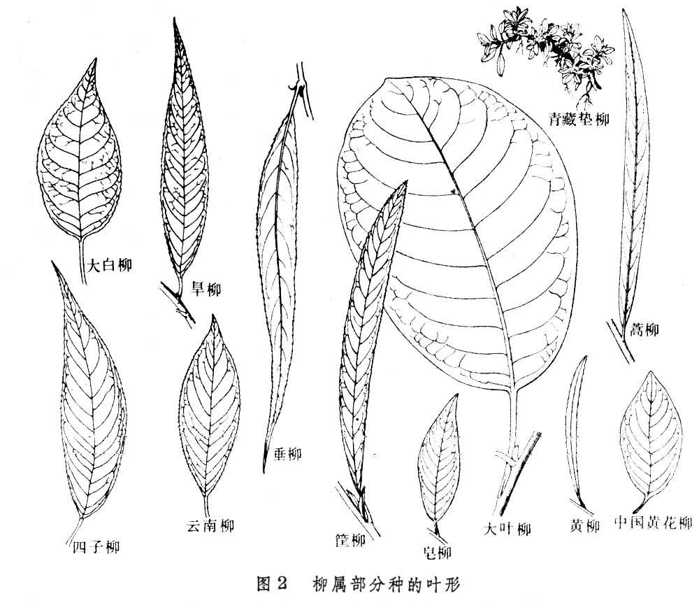 柳属 快懂百科