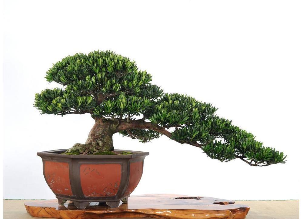 罗汉松盆栽 快懂百科