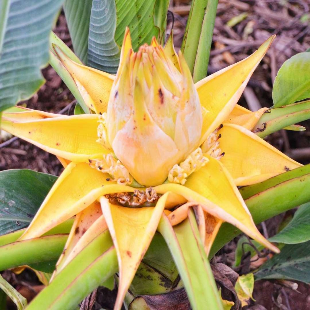 芭蕉花 芭蕉科植物芭蕉的花 头条百科