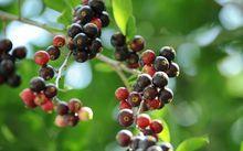 土坛树 快懂百科