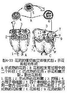 花药 快懂百科