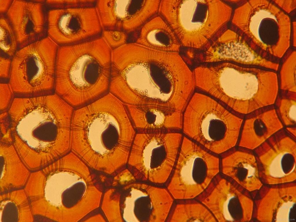 显微摄影 显微镜下的番茄细胞 - 哔哩哔哩