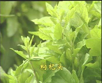 枸杞头 - 快懂百科