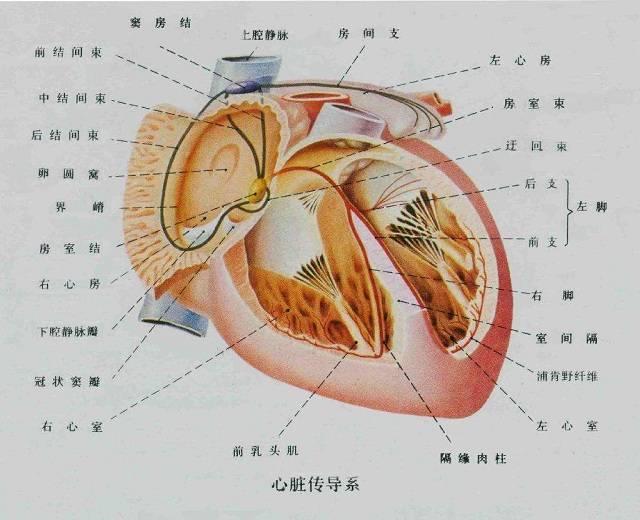 心脏 快懂百科