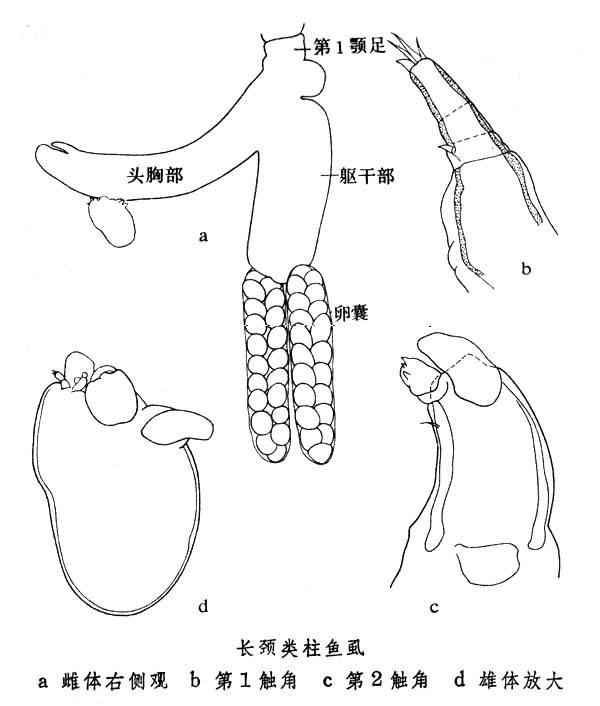 颚虱目 快懂百科