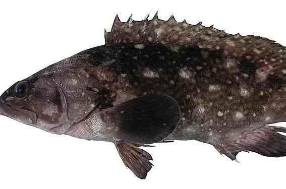 蓝条石斑鱼 快懂百科