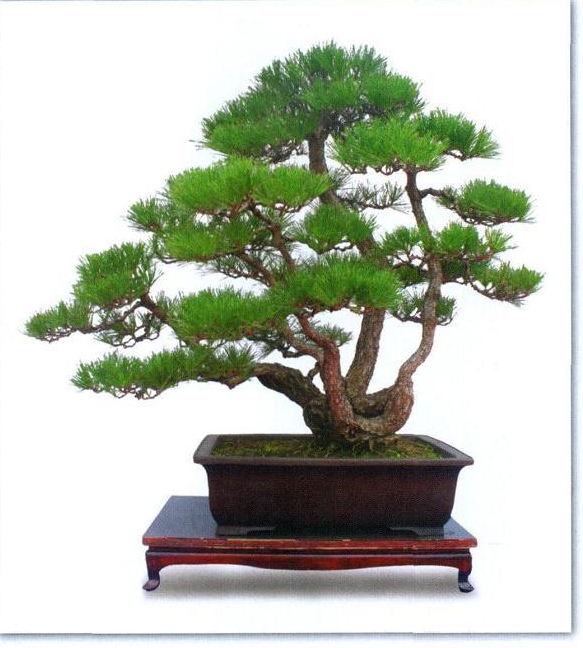 黑松盆景 快懂百科