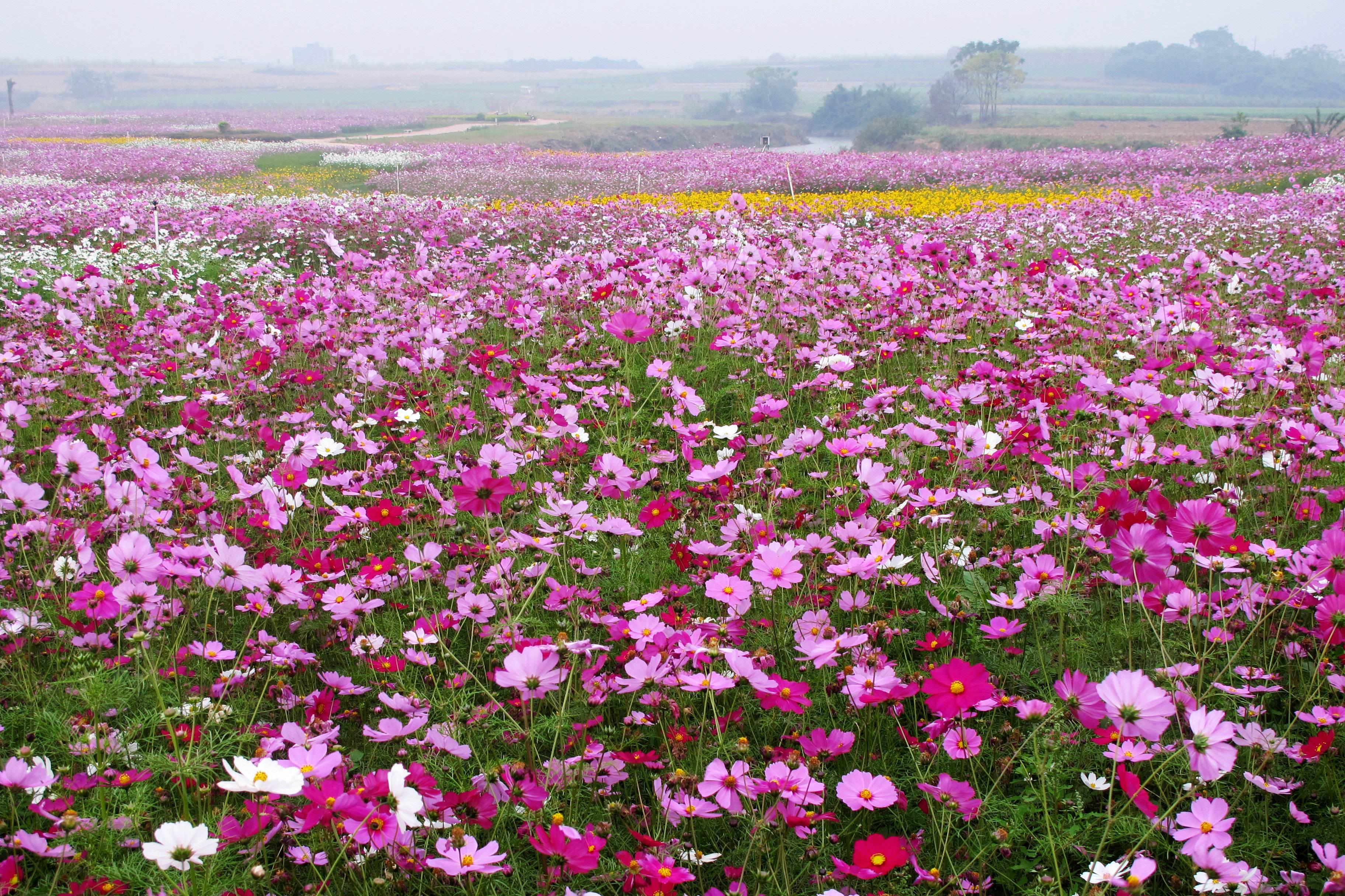 格桑花 快懂百科