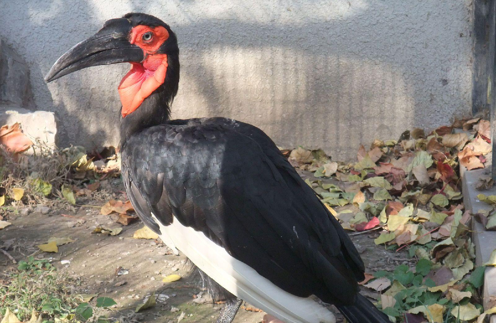 地栖犀鸟 地栖犀鸟 头条百科