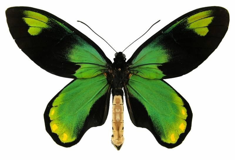 维多利亚鸟翼凤蝶 快懂百科