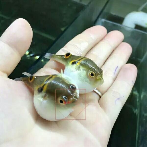 潜水艇鱼 快懂百科