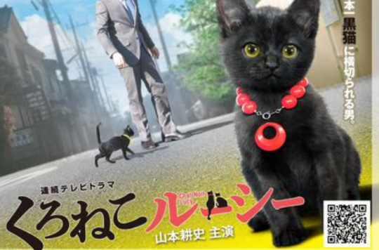 黑猫露西 快懂百科