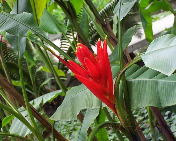 红花蕉 快懂百科