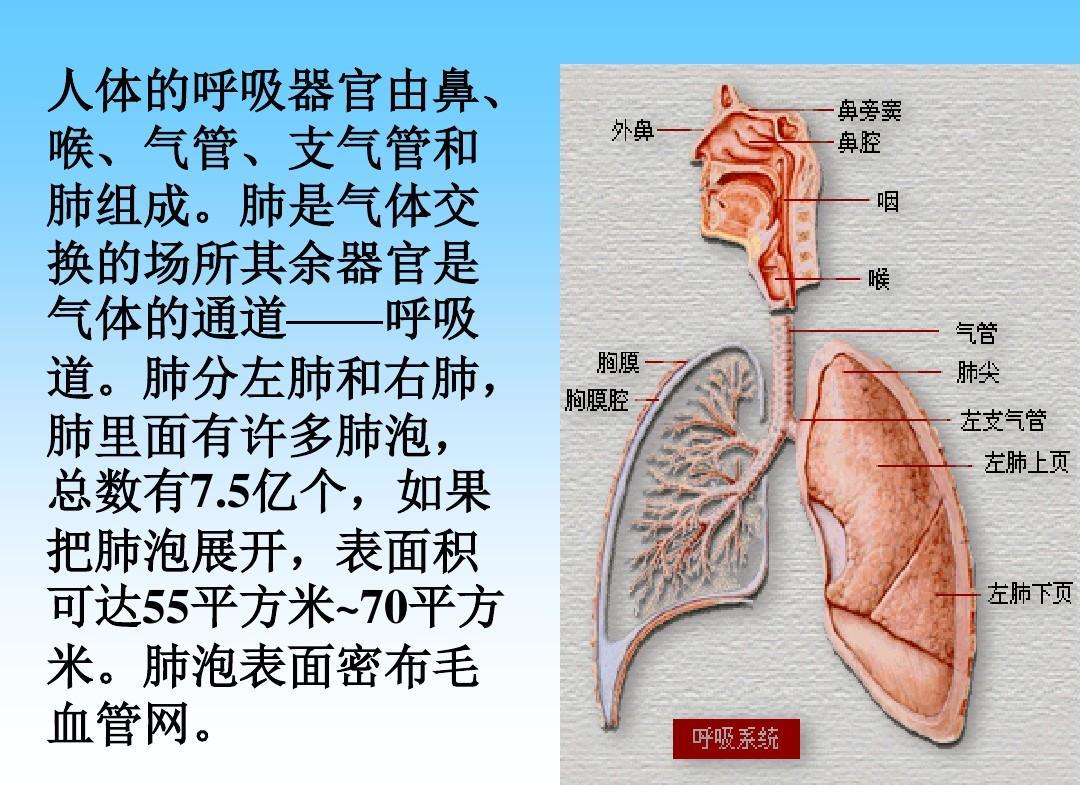 呼吸器官 快懂百科