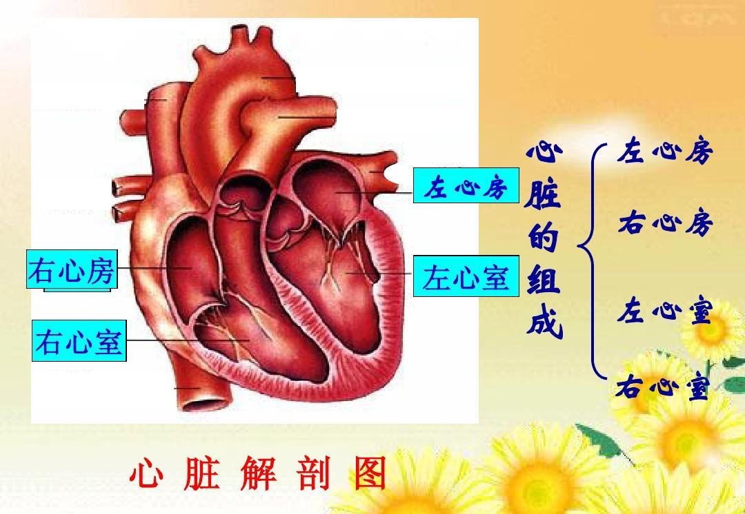 心跳 快懂百科