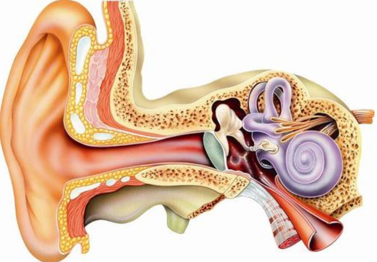 耳朵的结构 快懂百科