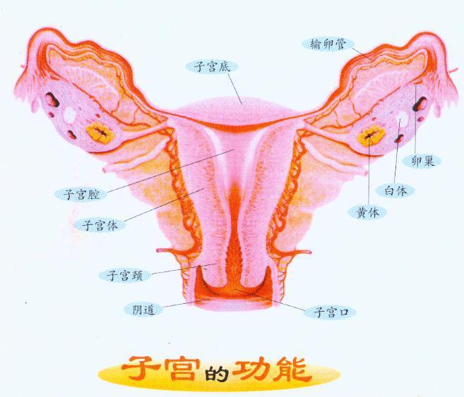 子宫 快懂百科