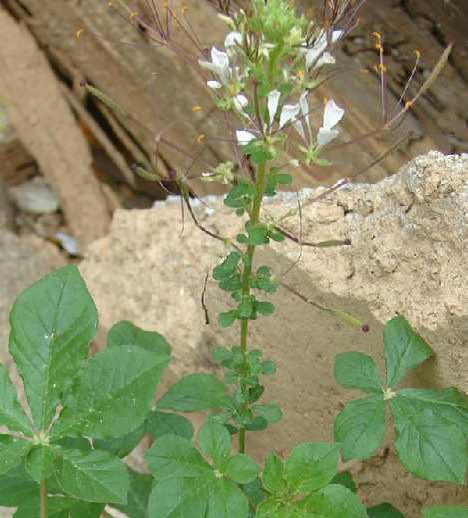白花菜 山柑科白花菜属植物 头条百科