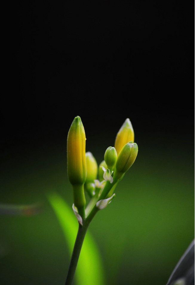 花蕾 快懂百科