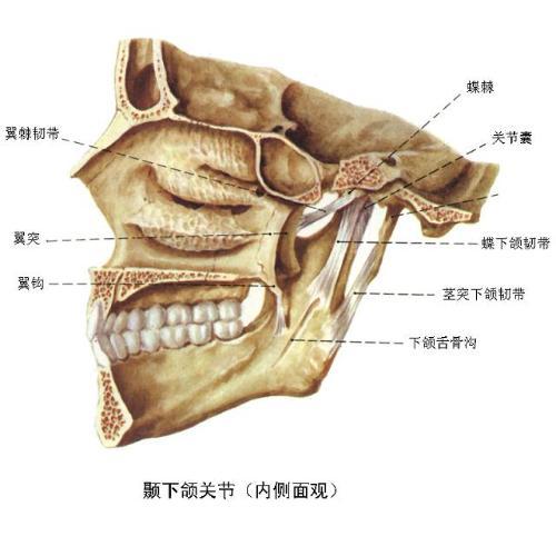 下颌窝 - 快懂百科