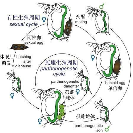 孤雌生殖 快懂百科