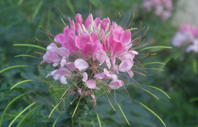 麻雀花 快懂百科