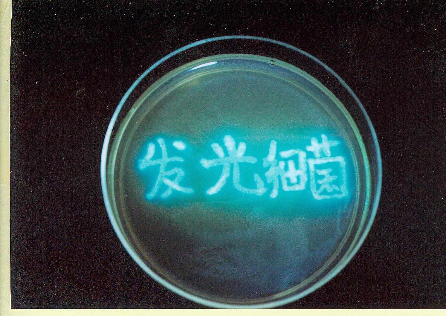 发光细菌 - 快懂百科