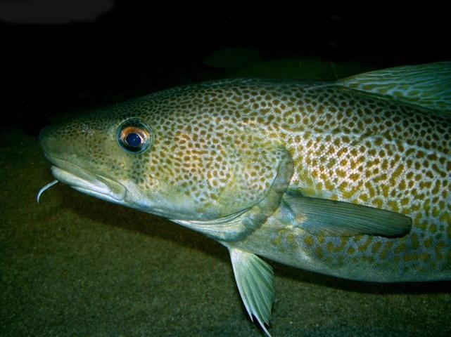 北极鳕 快懂百科