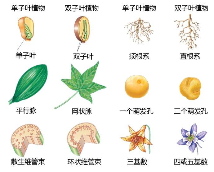 双子叶植物和单子叶植物 - 快懂百科
