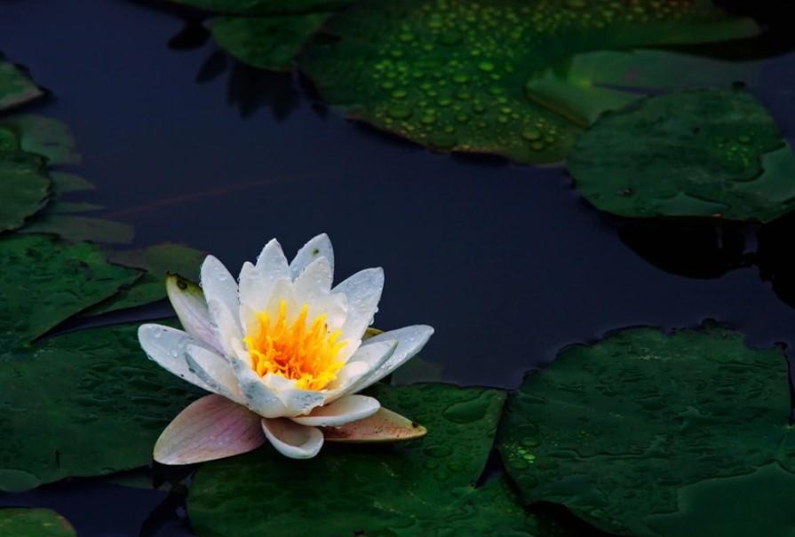 香水莲 快懂百科