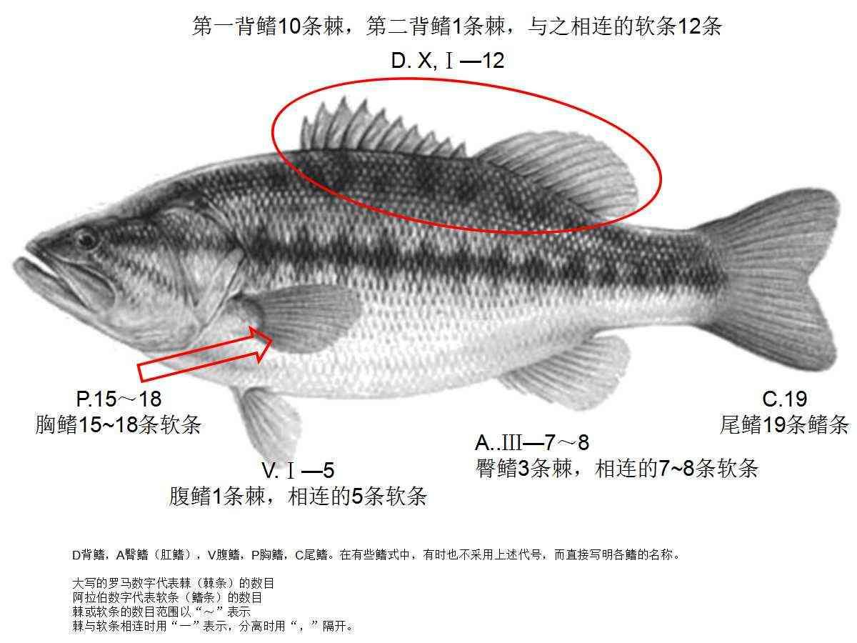 鳍式 快懂百科