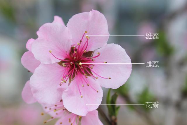 雄蕊 快懂百科