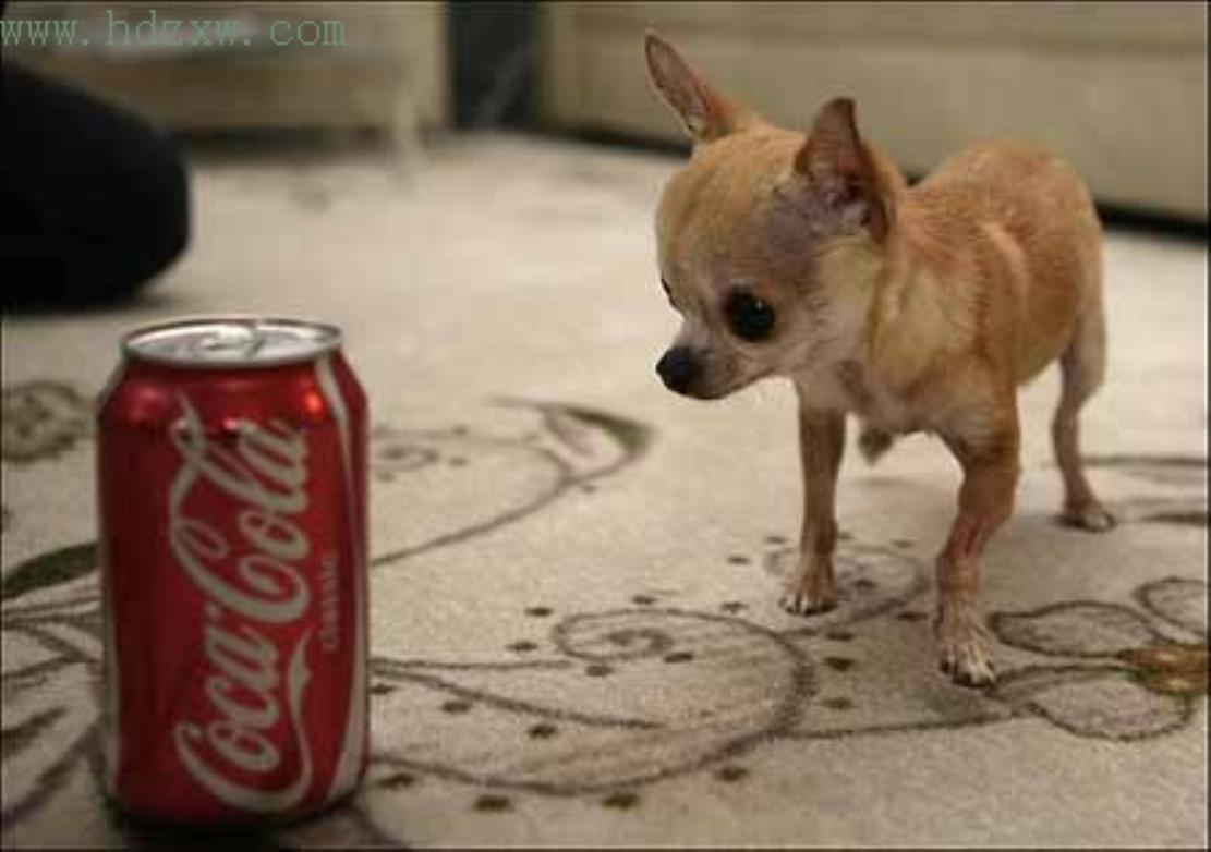 世界最小狗 快懂百科