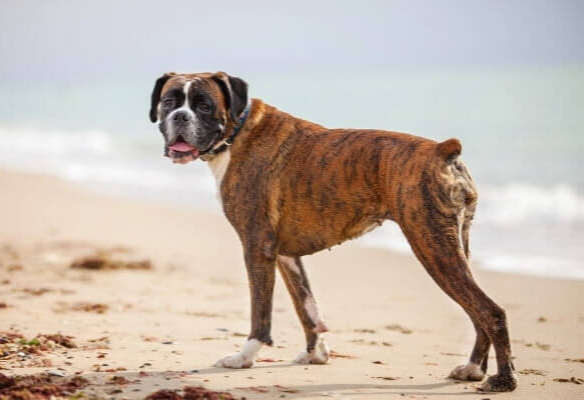 拳师犬(boxer)是一种大型犬,原产地为德国.