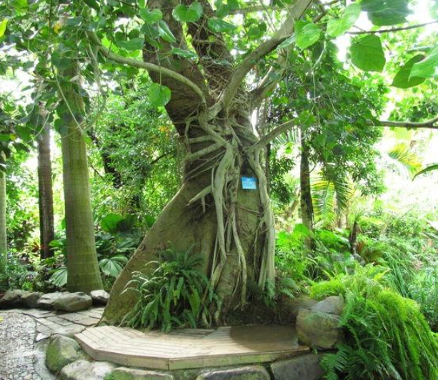 食人植物 快懂百科