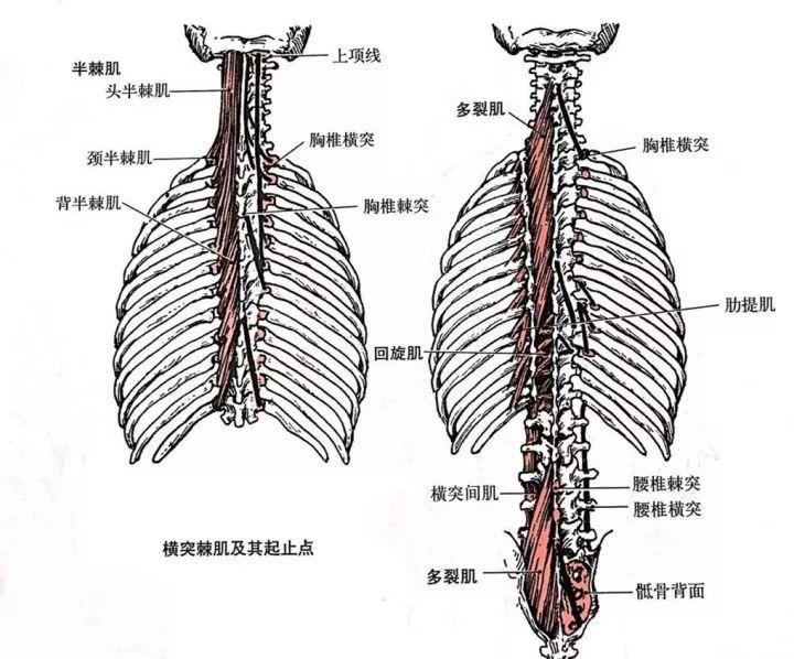 横突 快懂百科