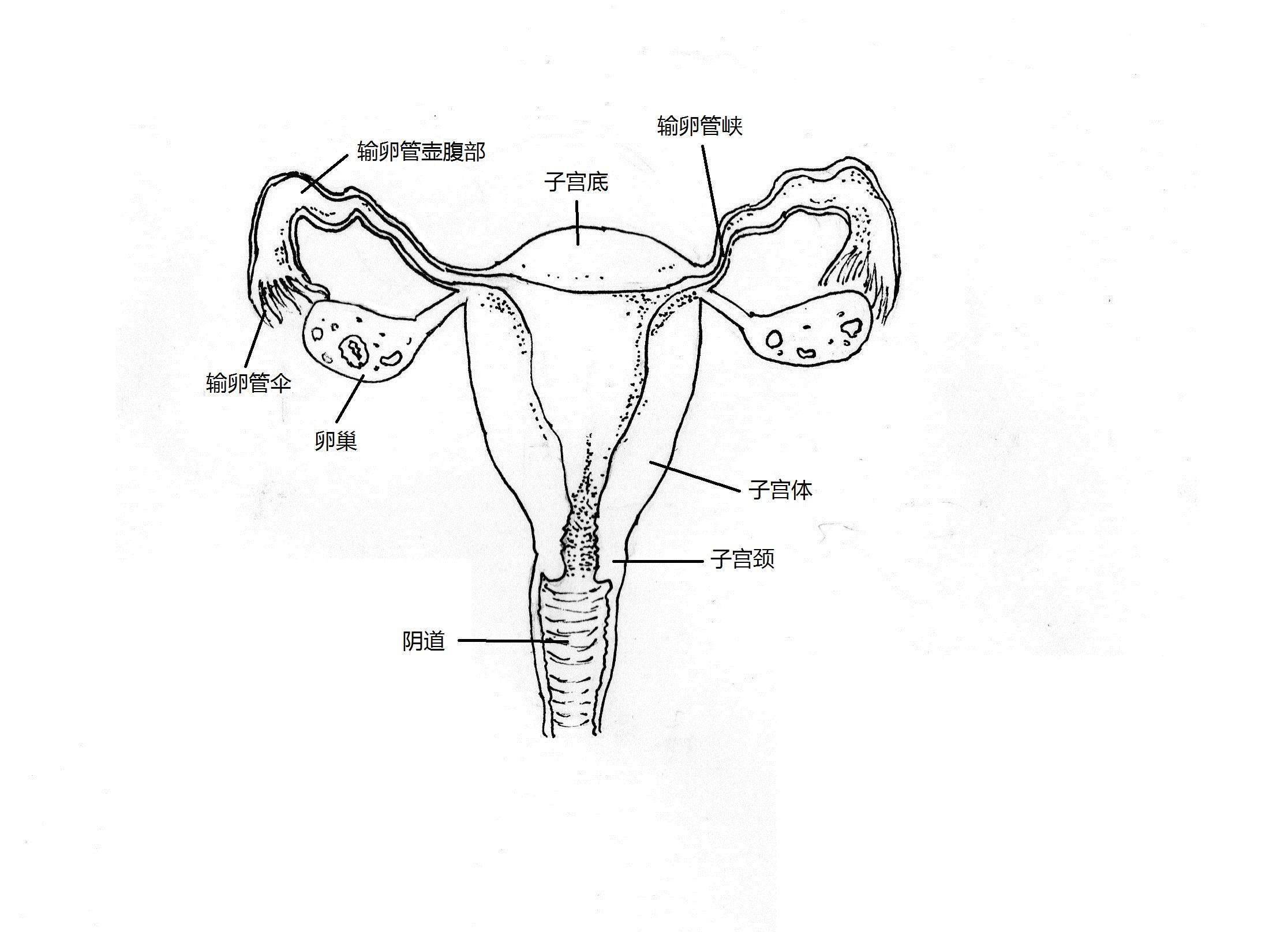 女性内生殖器 快懂百科