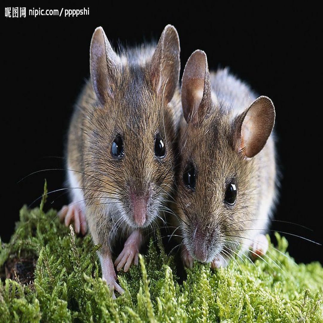 两只老鼠