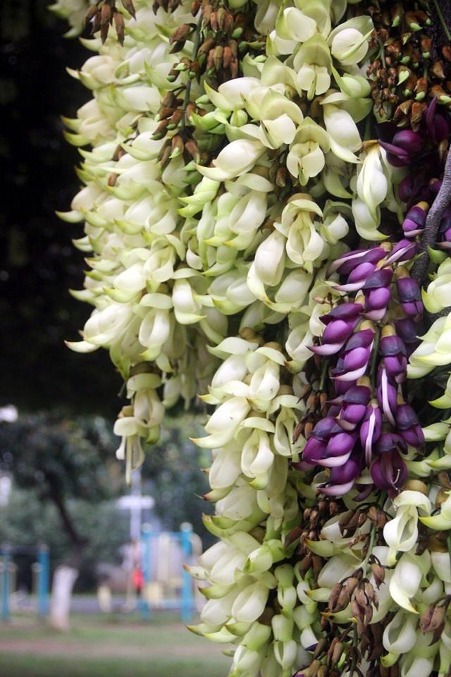 麻雀花 快懂百科