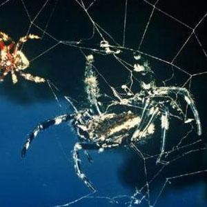 达尔文树皮蜘蛛 快懂百科