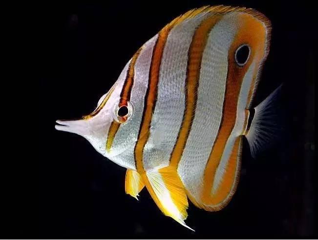 海水鱼 快懂百科