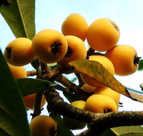 白沙枇杷 枇杷的一种 头条百科