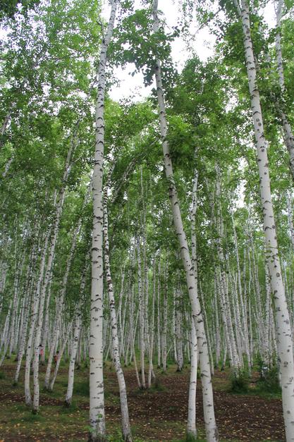 白桦林 桦木科桦木属植物 头条百科