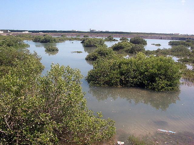 红树林海岸 快懂百科