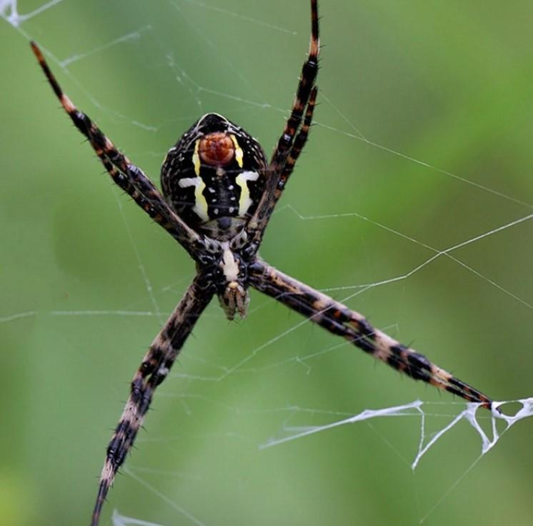 鬼脸蜘蛛 快懂百科