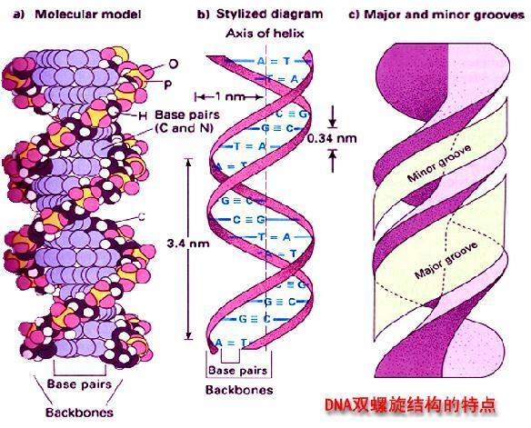 Dna双螺旋 快懂百科